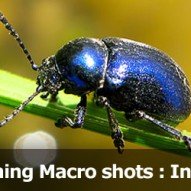 75 stunning macro shots by Mikhail Palinchak