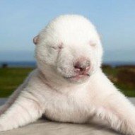 ORPHAN CUB : SIKU THE CUTE BABY POLAR BEAR