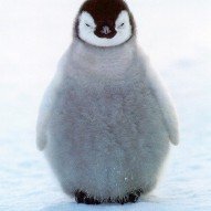 Picture of the Day #1 : Lovely Baby Penguin