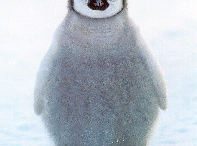 Picture of the Day #1 : Lovely Baby Penguin