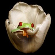 Picture of the Day #10 Frog inside a white Flower
