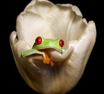 Picture of the Day #10 Frog inside a white Flower