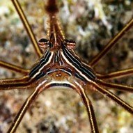 Today’s Picture of the day #7 Arrow Crab (Stenorhynchus seticornis)