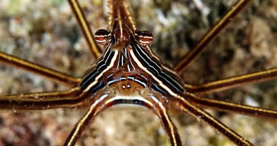 Today’s Picture of the day #7 Arrow Crab (Stenorhynchus seticornis)
