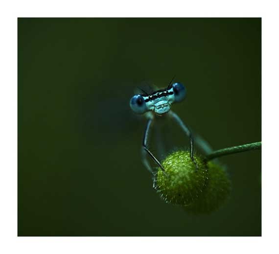 25 Colorful Insects #Macro #Photography for #Inspiration
