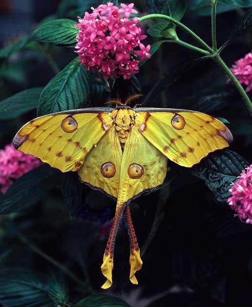 Moth Insect Theme Get Inspired and Stay Creative #1