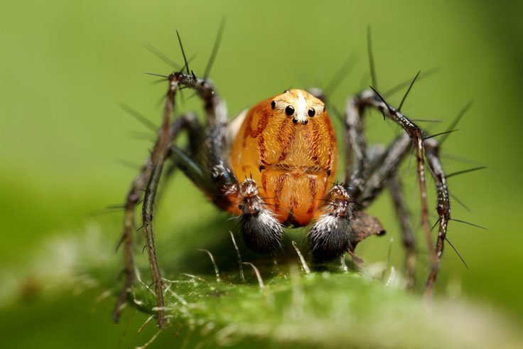 100+ Extreme Close-Up Photography of Insecta