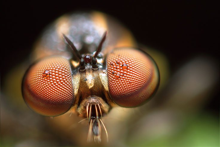 100+ Extreme Close-Up Photography of Insecta