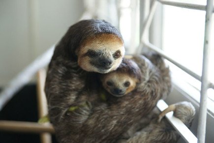 Woman who Saved and Living with 200 Sloth [Cuteness Overload]